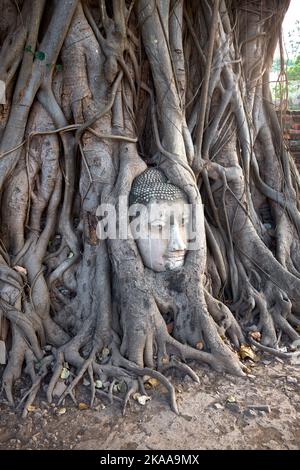 Tête de Buddha enveloppée dans les racines d'un arbre de Bodhi à Wat Mahathat à Ayuthaya Thaïlande Banque D'Images