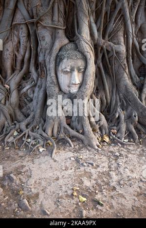 Tête de Buddha enveloppée dans les racines d'un arbre de Bodhi à Wat Mahathat à Ayuthaya Thaïlande Banque D'Images