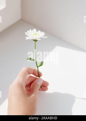 Main avec fleur de chrysanthème. La femme tient une fleur en fleur sur fond gris ombré. Banque D'Images