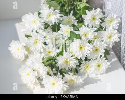 Bouquet de fleurs de chrysanthème sur le rebord blanc de la fenêtre. Matin ensoleillé dans une maison confortable. Banque D'Images