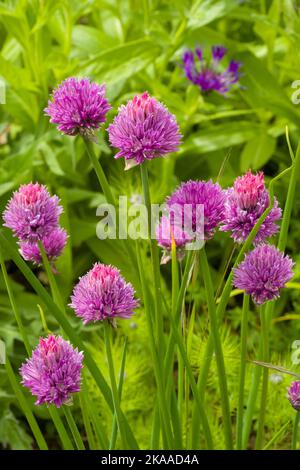 Ciboulette, les fleurs roses colorées de la ruche commune, Allium schoenoprasum dans un jardin de chalet Banque D'Images