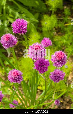 Ciboulette, les fleurs roses colorées de la ruche commune, Allium schoenoprasum dans un jardin de chalet Banque D'Images