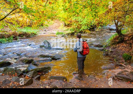 Homme debout sur les rives de la rivière Dane tout en marchant sur le sentier de la vallée de Dane, en contrebas de la crête des cafards dans les pays du Staffordshire Moorlands en automne Banque D'Images