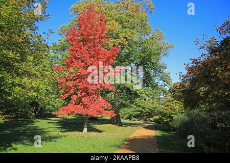 Automne à Petworth Park, West Sussex Banque D'Images