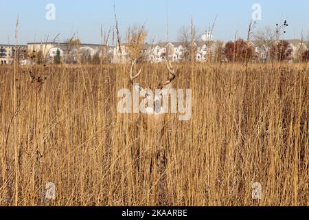 Le buck de cerf à queue blanche se cachant dans une grande herbe brune avec des maisons de ville en arrière-plan à Miami Woods dans Morton Grove, Illinoi Banque D'Images