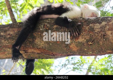 Singe de Capuchin endormi, plage de Matapalo, Guanacaste, Costa Rica Banque D'Images