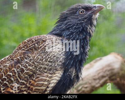 Incroyable et vigilant Pheasant Coucal dans une beauté exceptionnelle. Banque D'Images