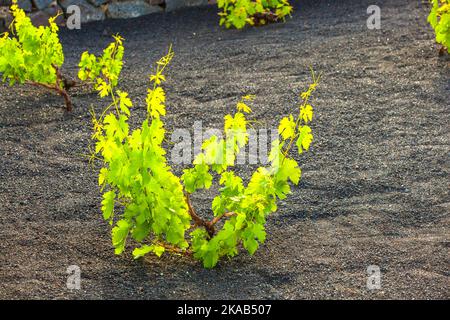 D'un vignoble dans l'île de Lanzarote, poussant sur des sols volcaniques Banque D'Images