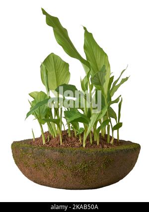 jeunes plantes turmeriques poussant dans un pot de ciment, curcuma longa, plante médicinale à base de plantes isolées sur fond blanc Banque D'Images