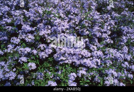 HAIE DE JARDIN DE PLUMBAGO BLEU (PLUMBAGO AURICULATA SYN CAPENSIS). SYDNEY AUSTRALIE. Banque D'Images