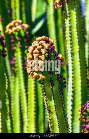 cactus aux poires aux fruits Banque D'Images