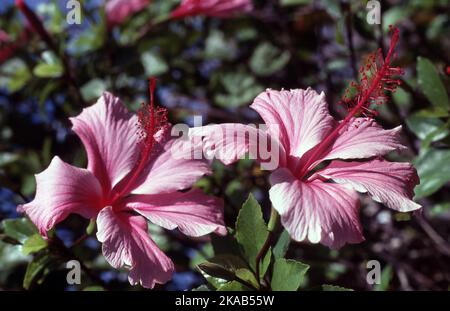 FLEURS D'HIBISCUS ROSE (HIBISCUS ROSA-SINENSIS 'RUTH WILLCOX' Banque D'Images