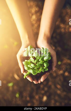 La prospérité est de a à Z. Gros plan d'une femme méconnaissable tenant une plante qui pousse hors du sol. Banque D'Images