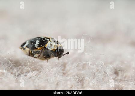 Coléoptère de tapis de buffle (Anthrenus scophulariae) sur un tapis à l'intérieur Banque D'Images