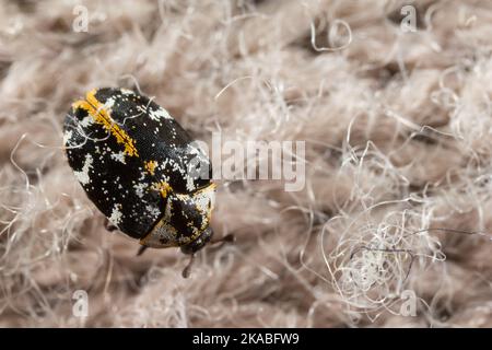 Coléoptère de tapis de buffle (Anthrenus scophulariae) sur un tapis à l'intérieur Banque D'Images