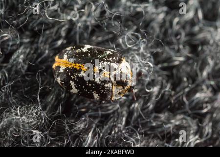 Coléoptère de tapis de buffle (Anthrenus scophulariae) sur un tapis à l'intérieur Banque D'Images