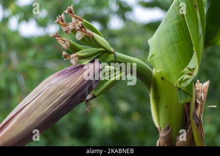 Une plante de banane avec des pointes de fleur et quelques petits pains de bananes gros plan. Banque D'Images