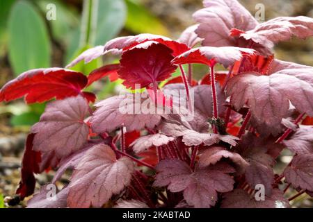 Feuilles de jardin Heuchera 'Grape Soda' Heuchera feuillage agrégats de Heucheras plantes herbacées Banque D'Images