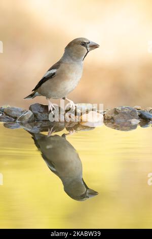 Hawfinch dans un point d'eau naturel dans une forêt méditerranéenne de pins et chênes en automne avec la première lumière du matin Banque D'Images