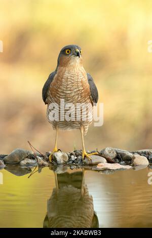 Faucon eurasien à la ligne d'arrivée d'eau potable et baignade dans un point d'eau dans une forêt méditerranéenne avec la première lumière d'un jour d'automne Banque D'Images