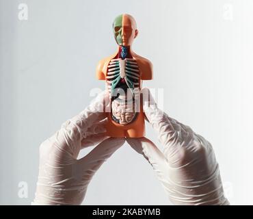3d modèle de corps humain sans peau dans les mains de gros plan. Banque D'Images