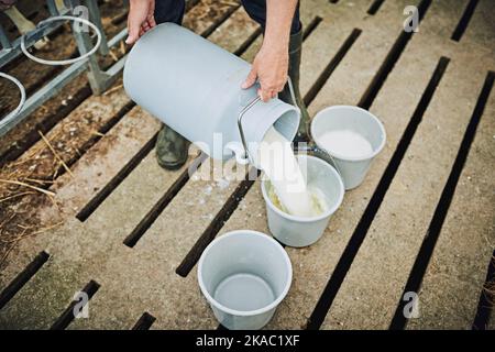 Préparer le lait pour les veaux. Photo d'un fermier mâle méconnaissable qui nourrit les veaux de sa ferme laitière. Banque D'Images