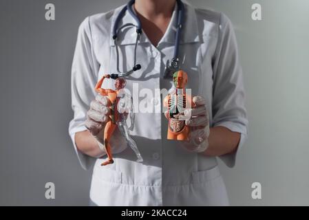Concept d'étude anatomique. Les modèles de corps humain entre les mains des médecins. Banque D'Images