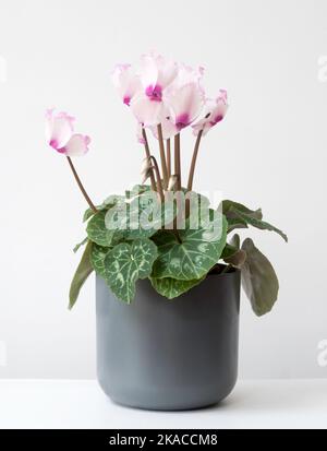 Cyclamen Latinia à fleurs rose et blanc dans un pot gris sur fond blanc. Banque D'Images
