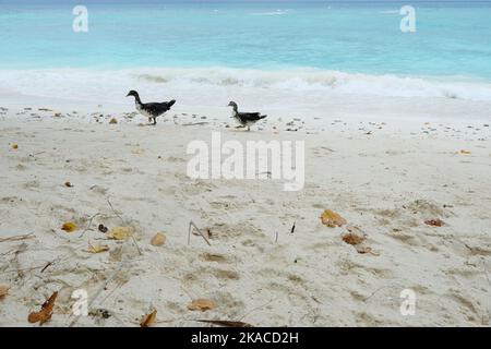 Mignon canard marchant sur la plage propre de Rasdhoo, Maldives. Banque D'Images