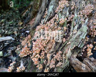 Beaucoup de petits champignons poussant sur le tronc d'un arbre Banque D'Images