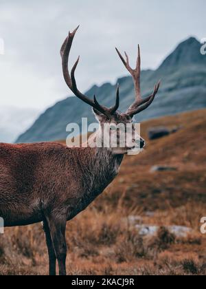 Un cerf sauvage Red Deer Stag avec des bois plein dans le paysage de montagne écossais - Highland Scotland UK - buck symbole emblématique debout Banque D'Images