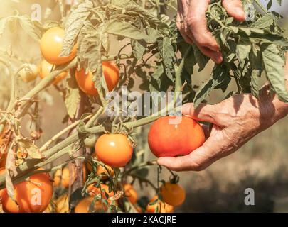 Cueillir à la main la tomate mûre de la branche de la plante végétale de près. Banque D'Images