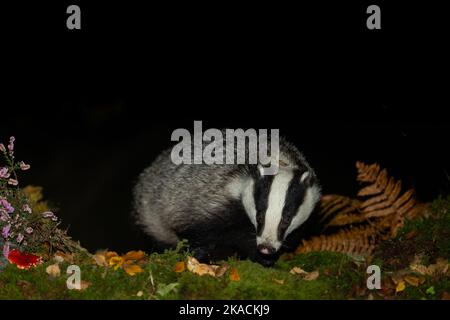 Badger, Nom scientifique: Meles Meles. Gros plan d'un blaireau sauvage pour adultes, face à l'avant et fourrager dans une forêt à Glen Strathfarrar, en Écosse. Horiz Banque D'Images