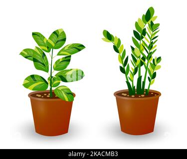 Ficus et Zamiokulkas Dollar Tree plante en pot isolée sur fond blanc. Plante décorative pour l'intérieur de la maison ou le bureau. Fleur de chambre. Illustration vectorielle Illustration de Vecteur