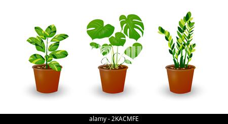 Zamiokulkas Dollar Tree, Ficus et Monstera plante en pot isolée sur fond blanc. Plante décorative pour l'intérieur de la maison ou le bureau. Fleur de chambre. Vect Illustration de Vecteur