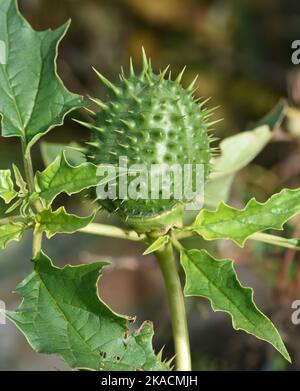 Stechapfel, Datura stramonium ist eine Heilpflanze die auch in der Medizin eingesetzt wird.La pomme d'épine, Datura stramonium est une plante médicinale que moi Banque D'Images