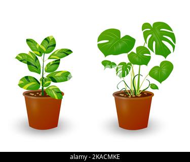 Zamiokulkas Dollar Tree et Monstera plante en pot isolée sur fond blanc. Plante décorative pour l'intérieur de la maison ou le bureau. Fleur de chambre. Vecteur illu Illustration de Vecteur