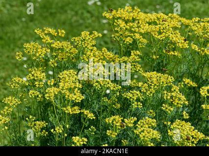 Weinraute, Ruta graveolens, ist eine wichtige Heilpflanze gelbgruenen Blueten mit. Sie ist eine Staude und wird auch in der Kueche und als dans Gewuerz Banque D'Images