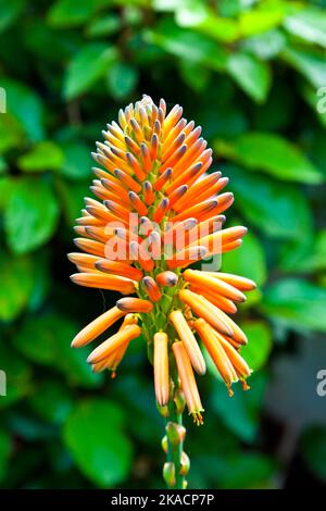 Belle fleur d'Aloe Vera au soleil Banque D'Images