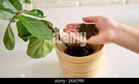 Une femme fleuriste verse le sol pour planter des plantes ficus lyrata bambino dans un pot de fleurs. Les mains des femmes et les soins pour les plantes à domicile Banque D'Images