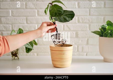 Une fleuriste plantant une plante de ficus lyrata bambio dans un pot de fleurs. Plantation d'une maison, fond de mur de brique blanche Banque D'Images