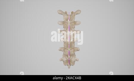 Illustration médicale précise de la vue postérieure du ligament interspineux Banque D'Images