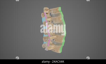 Illustration médicale précise des ligaments de la colonne lombaire Banque D'Images