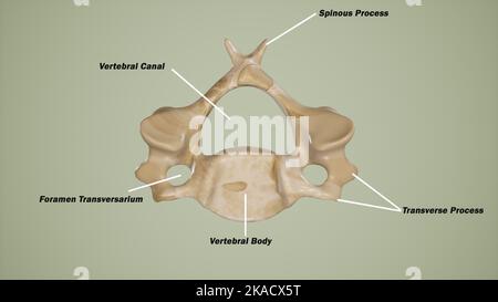 Rachis cervical, principales caractéristiques des vertèbres cervicales typiques, vue supérieure Banque D'Images