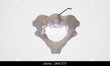 Rachis cervical, deuxième vertèbre cervicale (axe) - vue supérieure étiquetée Banque D'Images