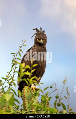 Vue de face d'un aigle à longue crête, lophaetus occipitalis, perché dans un arbre dans le parc national de la Reine Elizabeth, en Ouganda. Fond bleu ciel doux. Banque D'Images