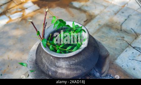 Feuilles de Neem vert connues sous le nom d'Azadirachta indica bouillies dans l'eau sur le chulha. Neem en ébullition, nimtree ou lilas indien sur poêle à argile. Utilisation village indien pour Banque D'Images