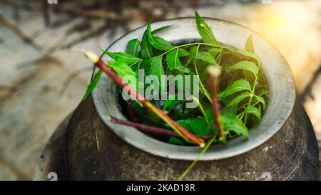 Feuilles de Neem vert connues sous le nom d'Azadirachta indica bouillies dans l'eau sur le chulha. Neem en ébullition, nimtree ou lilas indien sur poêle à argile. Utilisation village indien pour Banque D'Images