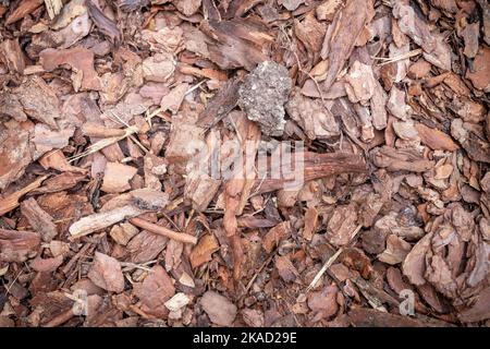 Écorce écrasée en morceaux. Texture ou arrière-plan en bois naturel. Banque D'Images