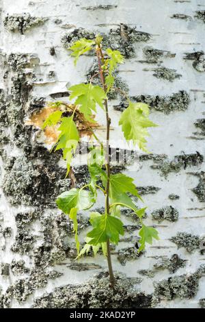 Bouleau argenté, Betula pendula 'Dislecarlica', Birch Bark laisse sur une branche Banque D'Images